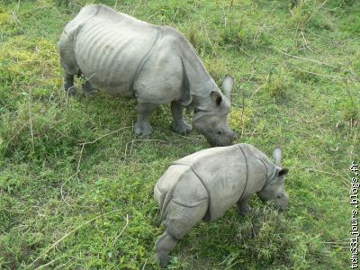 maman rhino et bebe rhino