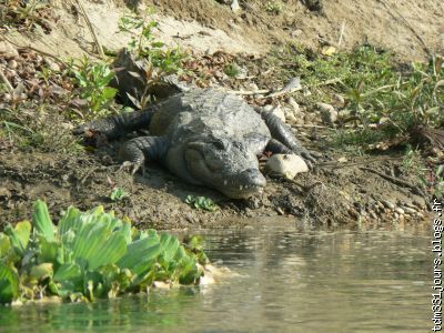crocodile au bord de la riviere