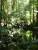 L rainforest a Mossam